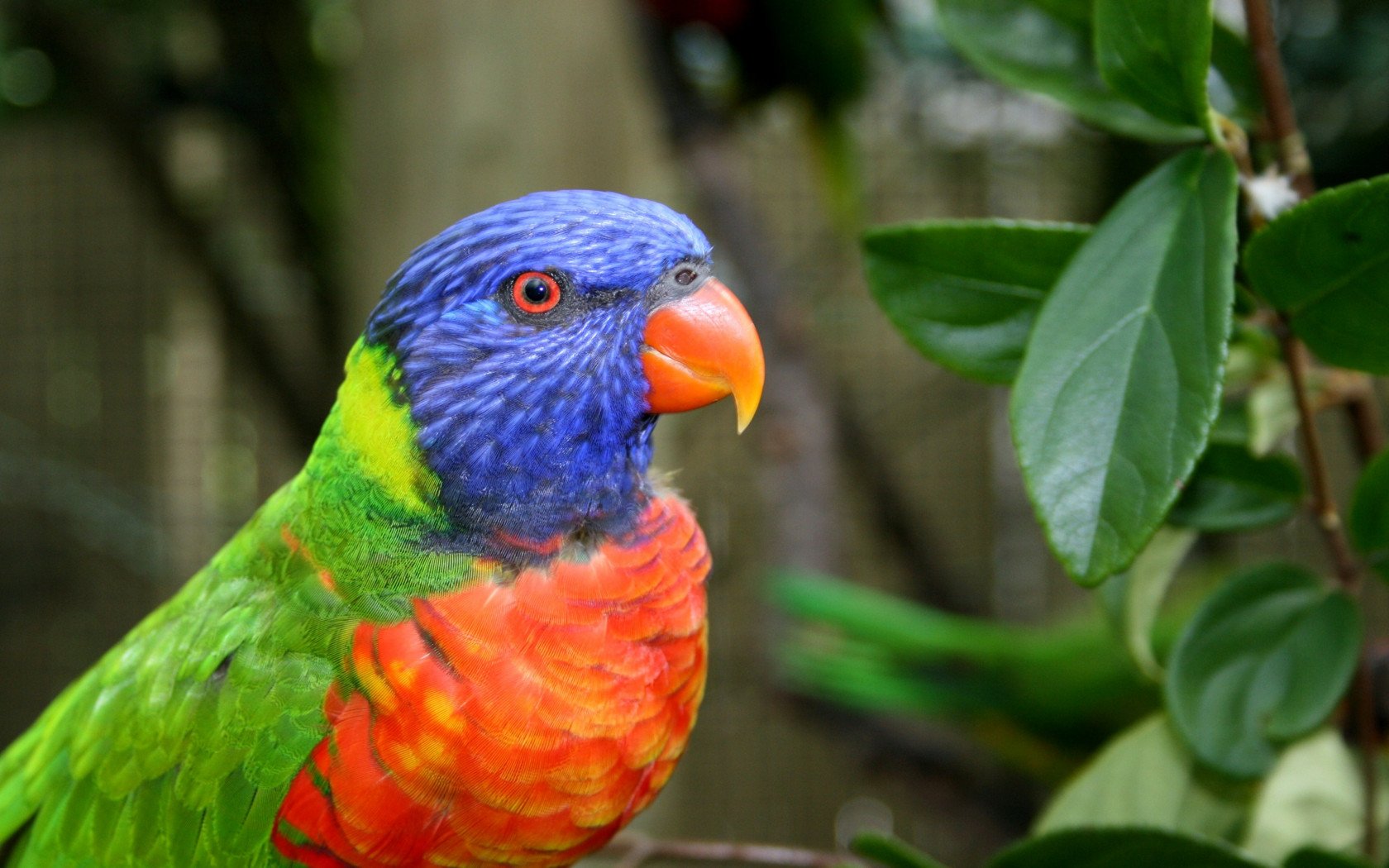 A vibrant rainbow lorikeet perched among lush green leaves, showcasing its colorful plumage. This captivating image serves as an HD desktop wallpaper and background.