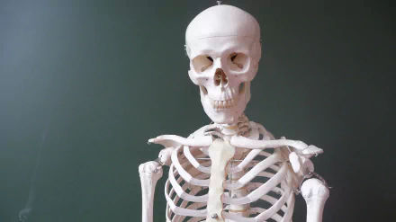 dark skull HD Desktop Wallpaper | Background Image