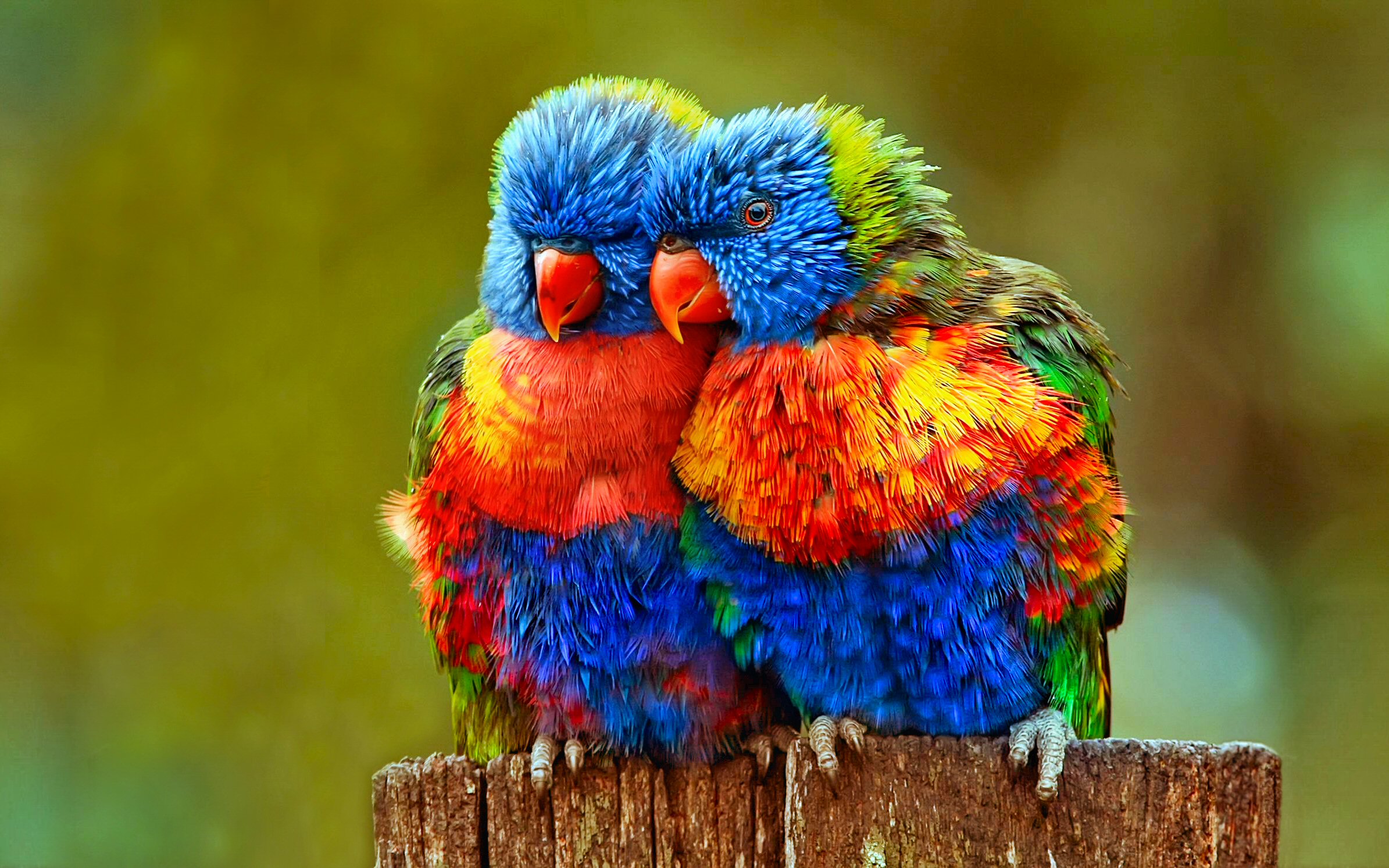 Colorful Parrot Wallpaper Hd For Mobile