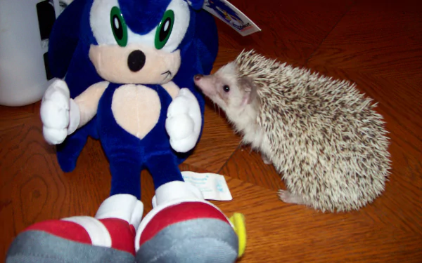 HD PC desktop wallpaper featuring a real hedgehog interacting with a Sonic the Hedgehog plush toy, blending animal charm with the iconic video game character.