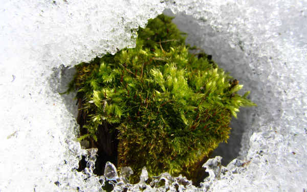 nature moss HD Desktop Wallpaper | Background Image