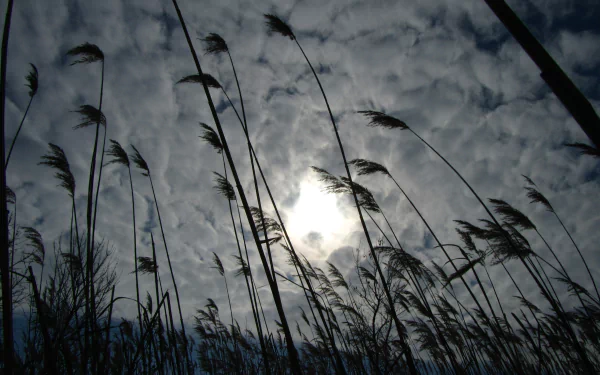 4K Ultra HD desktop wallpaper capturing sunbeams filtering through tall grass silhouettes against a dramatic, cloudy sky in a serene natural setting.