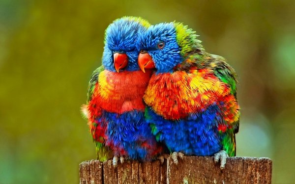 Animal Rainbow Lorikeet Birds Parrots Bird Lorikeet Colorful Parrot Lovebird Close-Up HD Wallpaper | Background Image