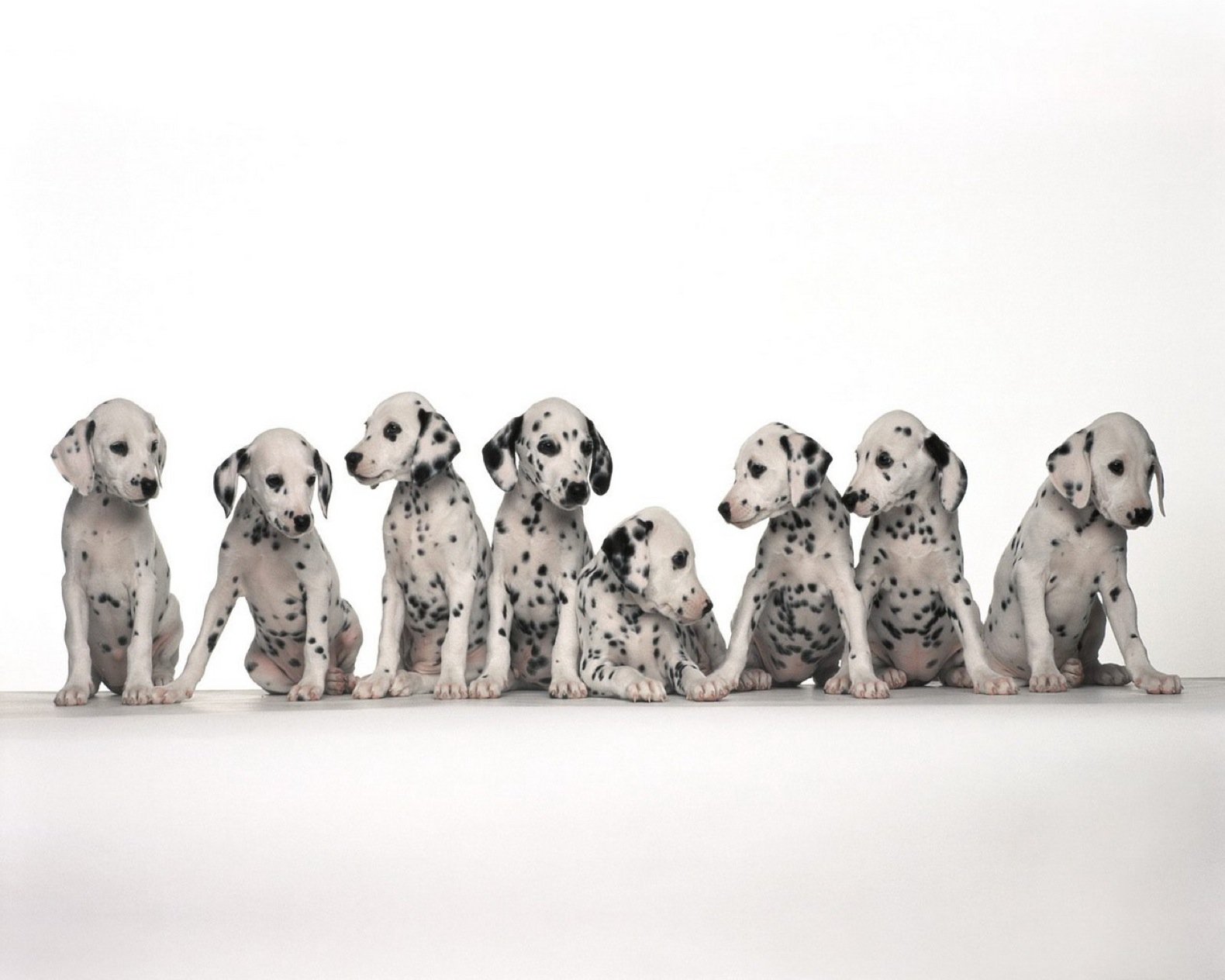 A charming HD PC desktop wallpaper featuring a playful row of Dalmatian puppies, showcasing their distinctive black spots against a clean background.