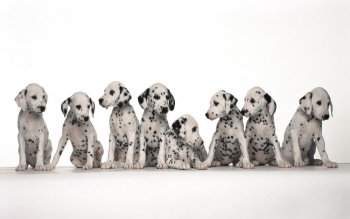 73 dalmatian hd wallpapers background images wallpaper abyss 73 dalmatian hd wallpapers background