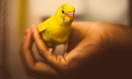 A vibrant yellow budgerigar perched gently on a person's hand, captured in stunning 4K Ultra HD clarity as a PC desktop wallpaper.