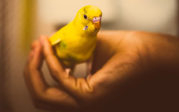 bird Animal budgerigar HD Desktop Wallpaper | Background Image