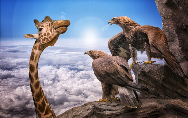 Humor Animal Manipulation Giraffe Eagle Horizon Rock Cloud HD Wallpaper | Background Image