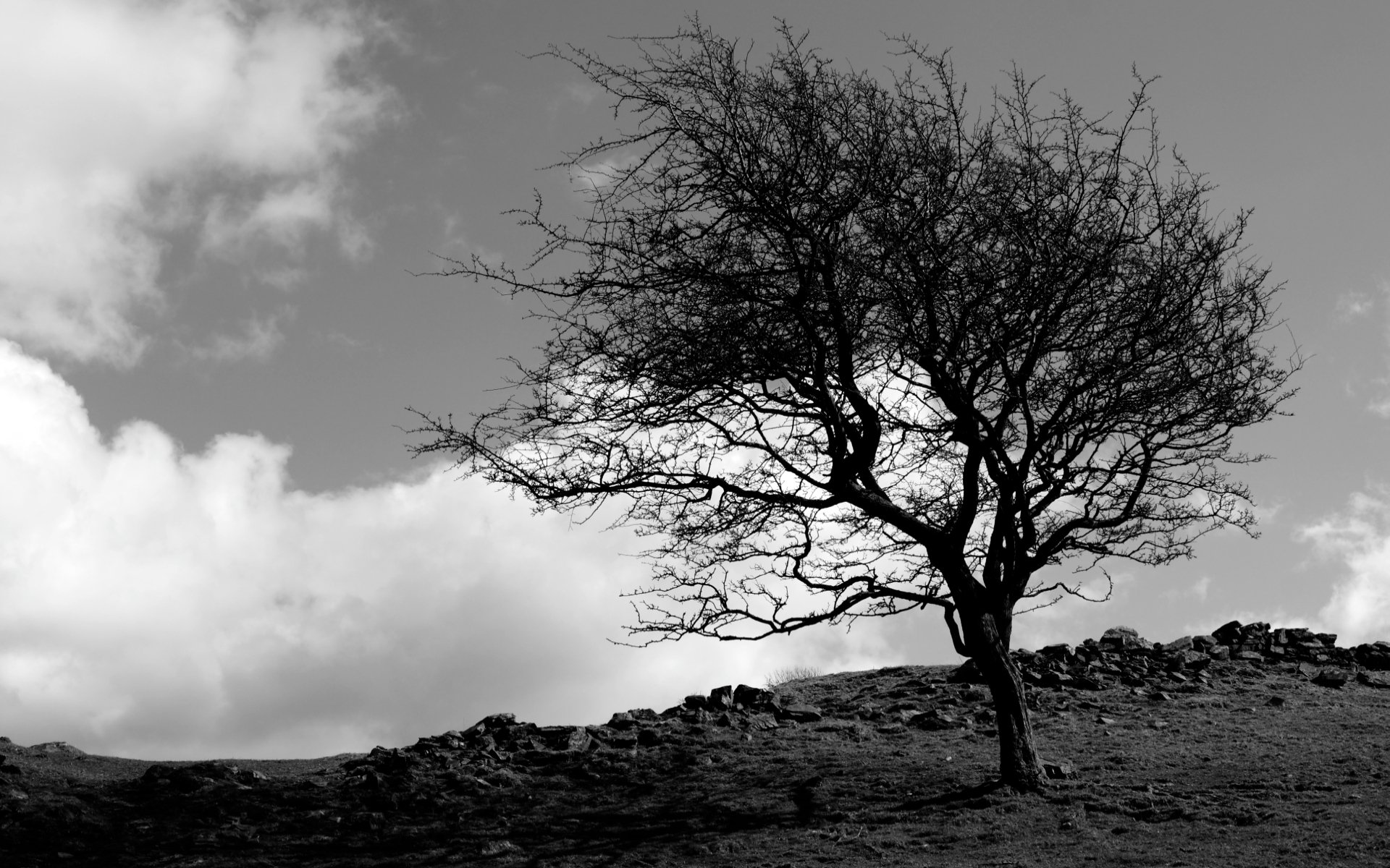 Download Nature Tree HD Wallpaper