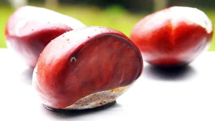 nature chestnut HD Desktop Wallpaper | Background Image