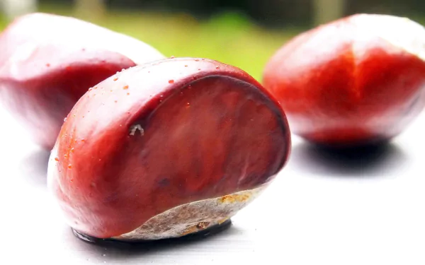 Close-up of shiny chestnuts on a white surface with a blurred green nature background, captured in high definition for a crisp desktop wallpaper.