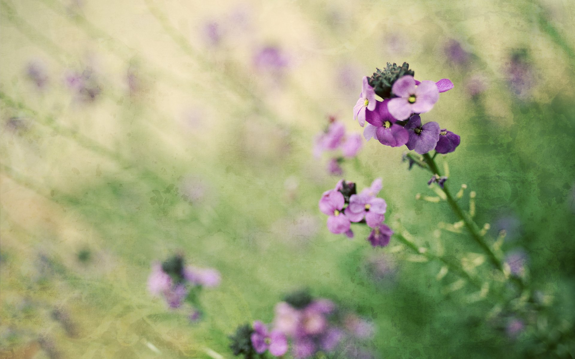 A beautiful close-up of purple flowers against a soft, blurred green background, capturing the essence of nature. This image serves as a stunning HD desktop wallpaper.