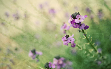 A beautiful close-up of purple flowers against a soft, blurred green background, capturing the essence of nature. This image serves as a stunning HD desktop wallpaper.