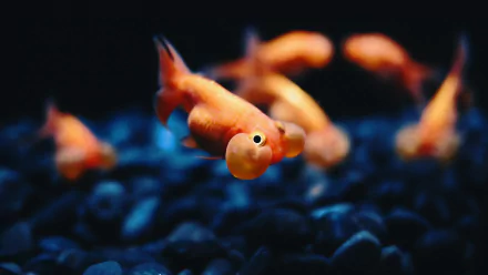 A vibrant HD desktop wallpaper featuring goldfish swimming gracefully among dark pebbles, showcasing their vivid orange hues against a striking background.