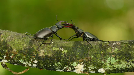 Animal beetle HD Desktop Wallpaper | Background Image