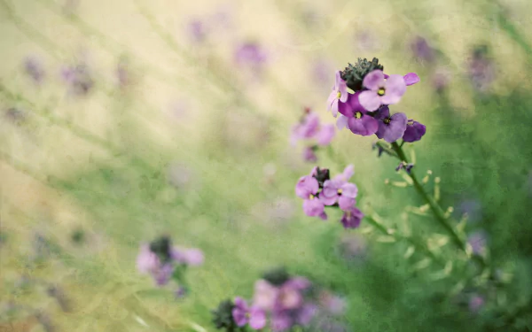 A beautiful close-up of purple flowers against a soft, blurred green background, capturing the essence of nature. This image serves as a stunning HD desktop wallpaper.
