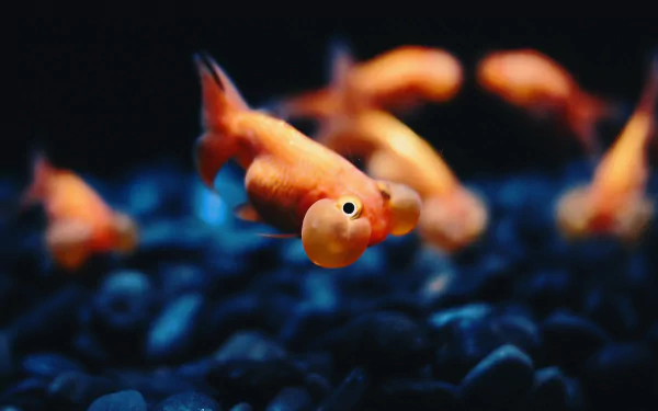 A vibrant HD desktop wallpaper featuring goldfish swimming gracefully among dark pebbles, showcasing their vivid orange hues against a striking background.