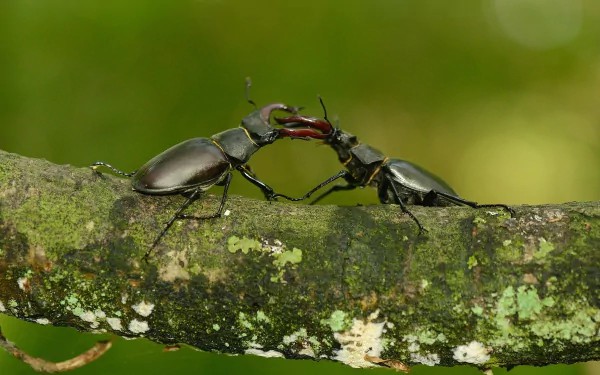 Animal beetle HD Desktop Wallpaper | Background Image