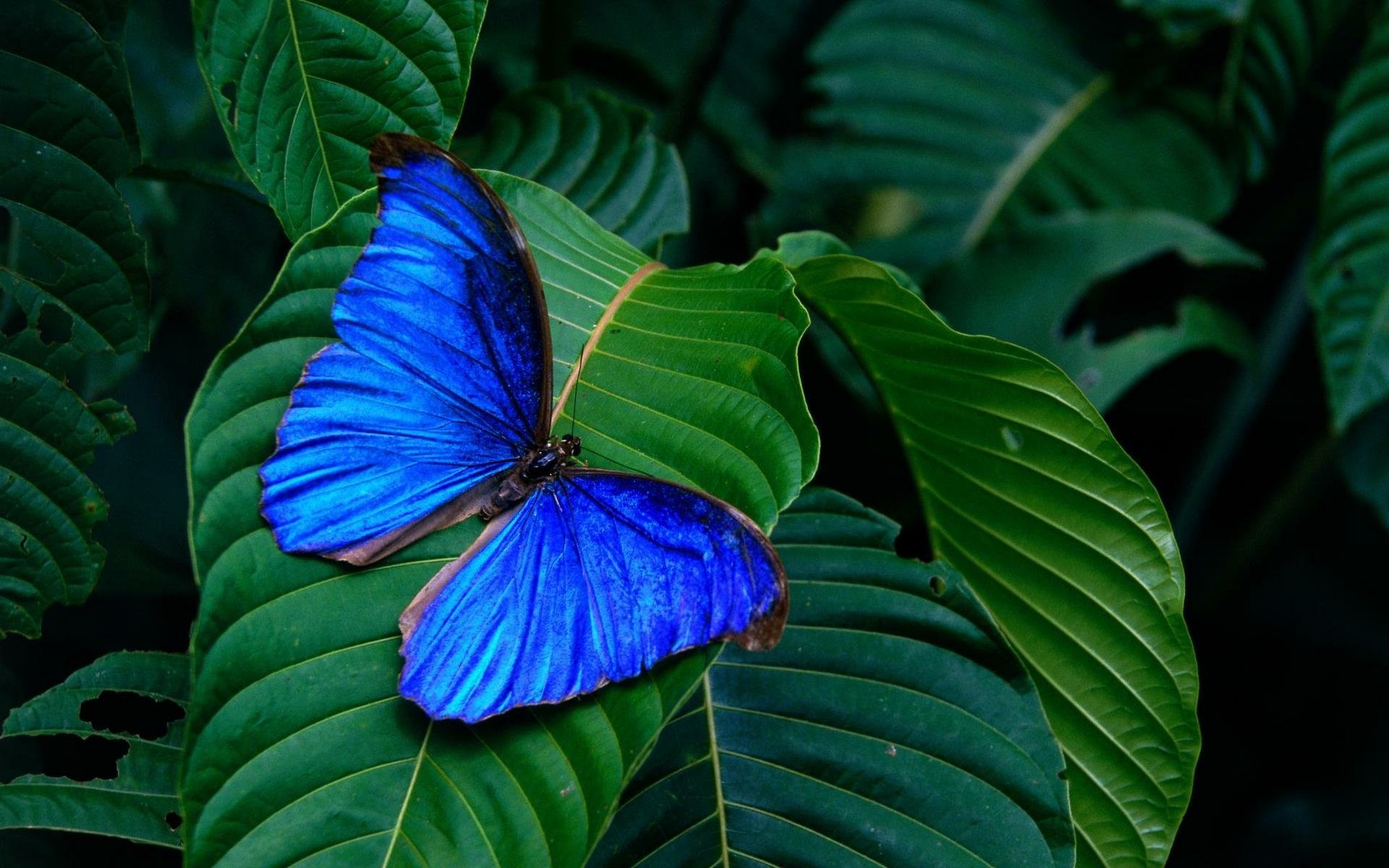 Blue Morpho Butterfly