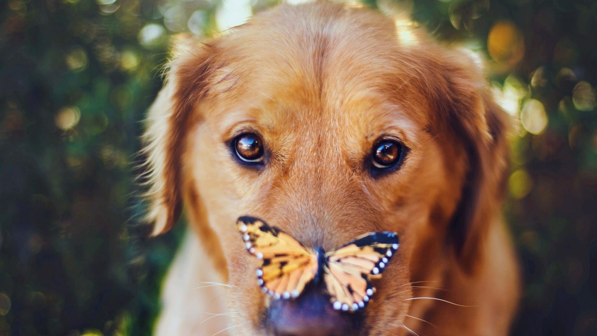 Golden Retriever with a butterfly resting on her nose HD ...