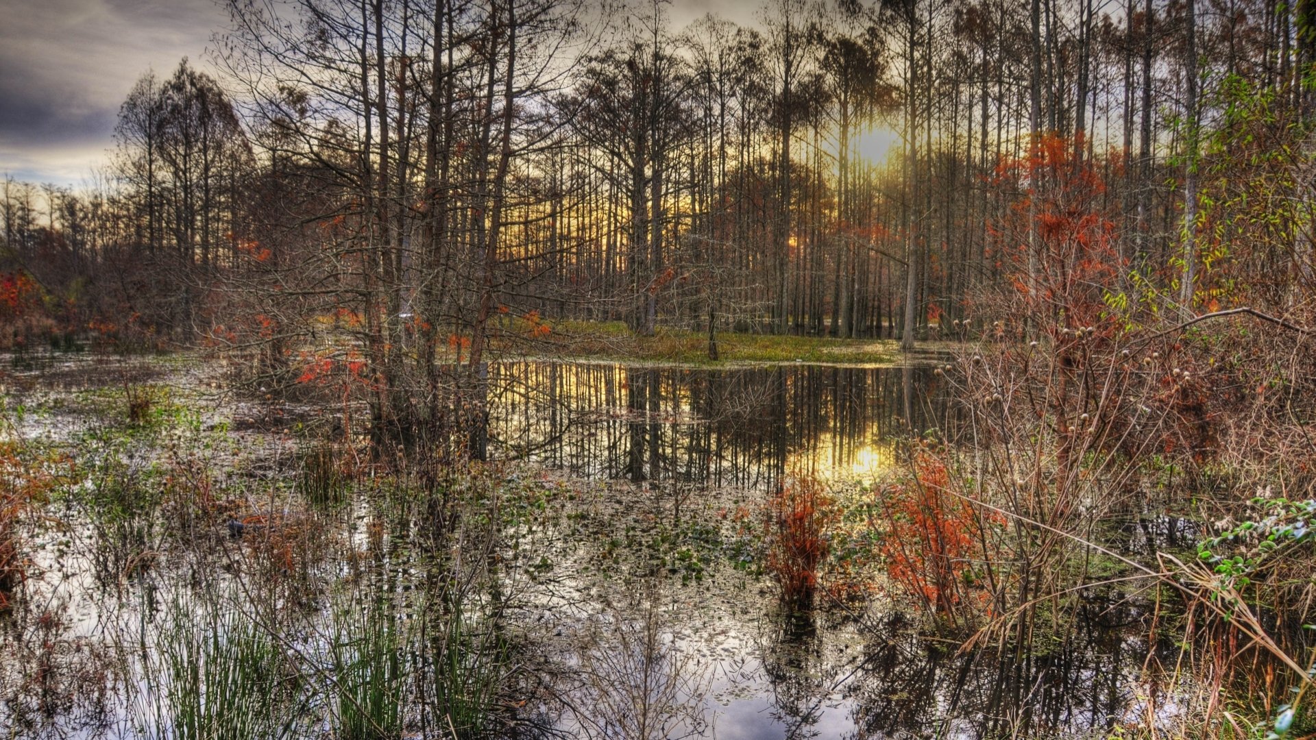 Download Nature Swamp HD Wallpaper