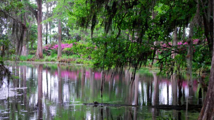 nature swamp HD Desktop Wallpaper | Background Image