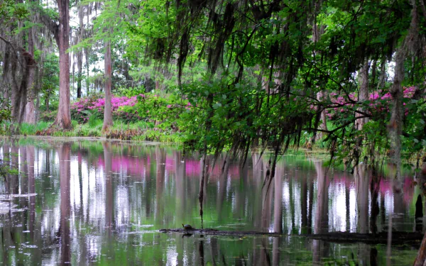 nature swamp HD Desktop Wallpaper | Background Image