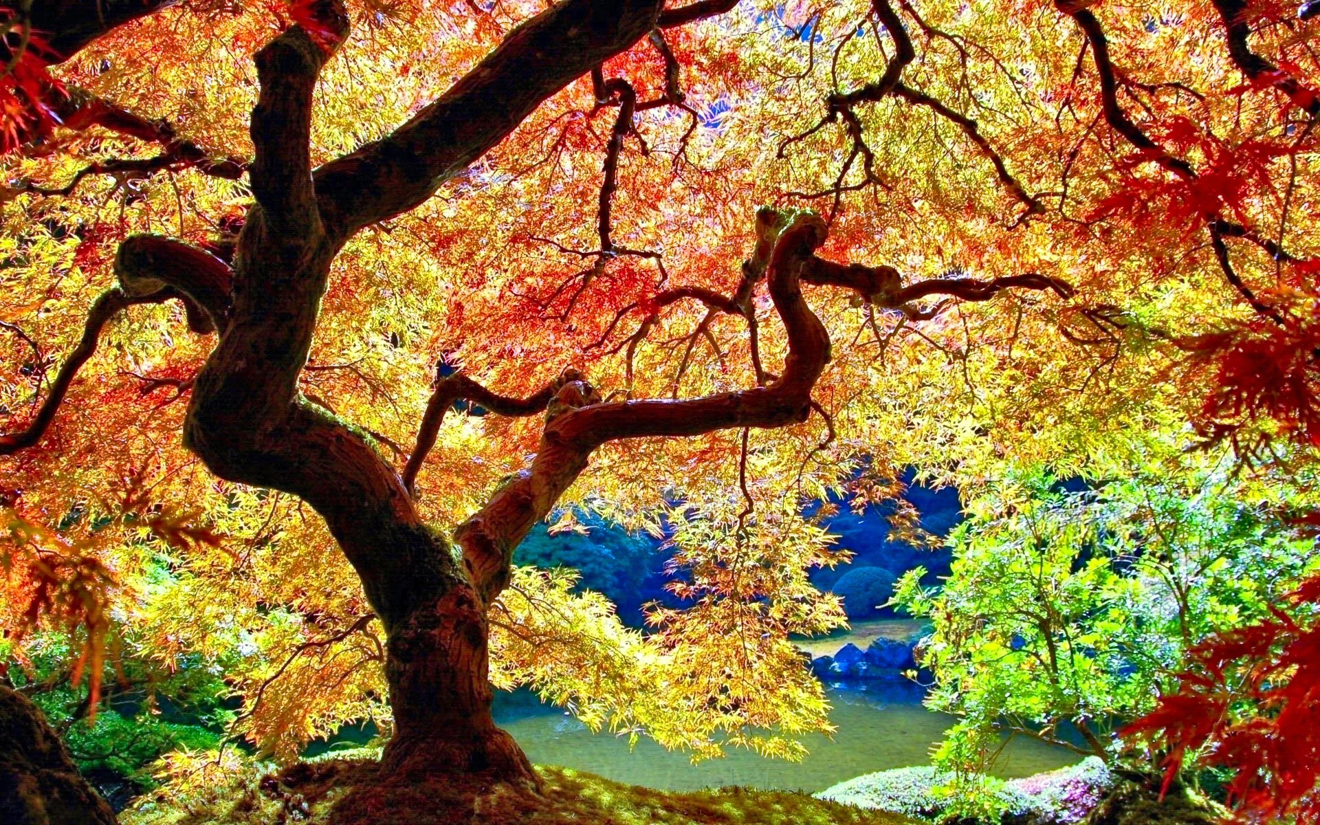 Nature Tree HD Wallpaper | Background Image