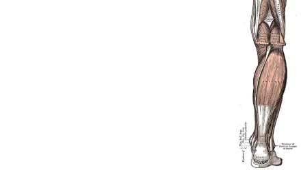 artistic anatomy HD Desktop Wallpaper | Background Image