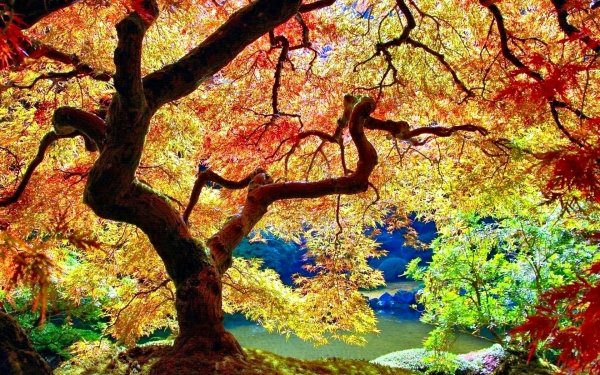 Terre/Nature Arbre Arbres Nature Japon Colorful Automne Parc Jardin Fond d'écran HD | Image