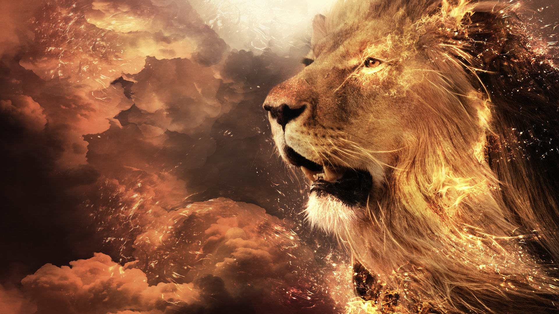 lion desktop backgrounds