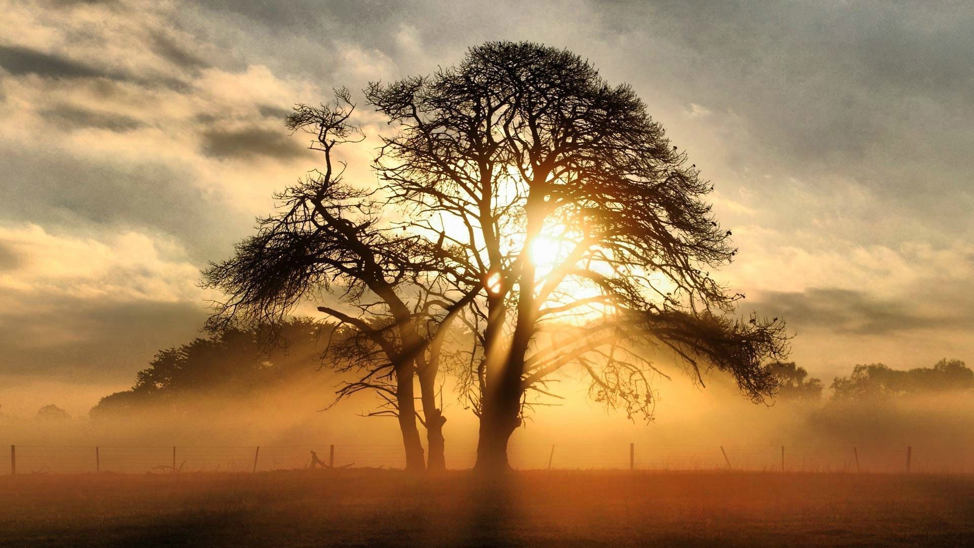 Misty Sunrise Behind The Tree HD Wallpaper | Background ...