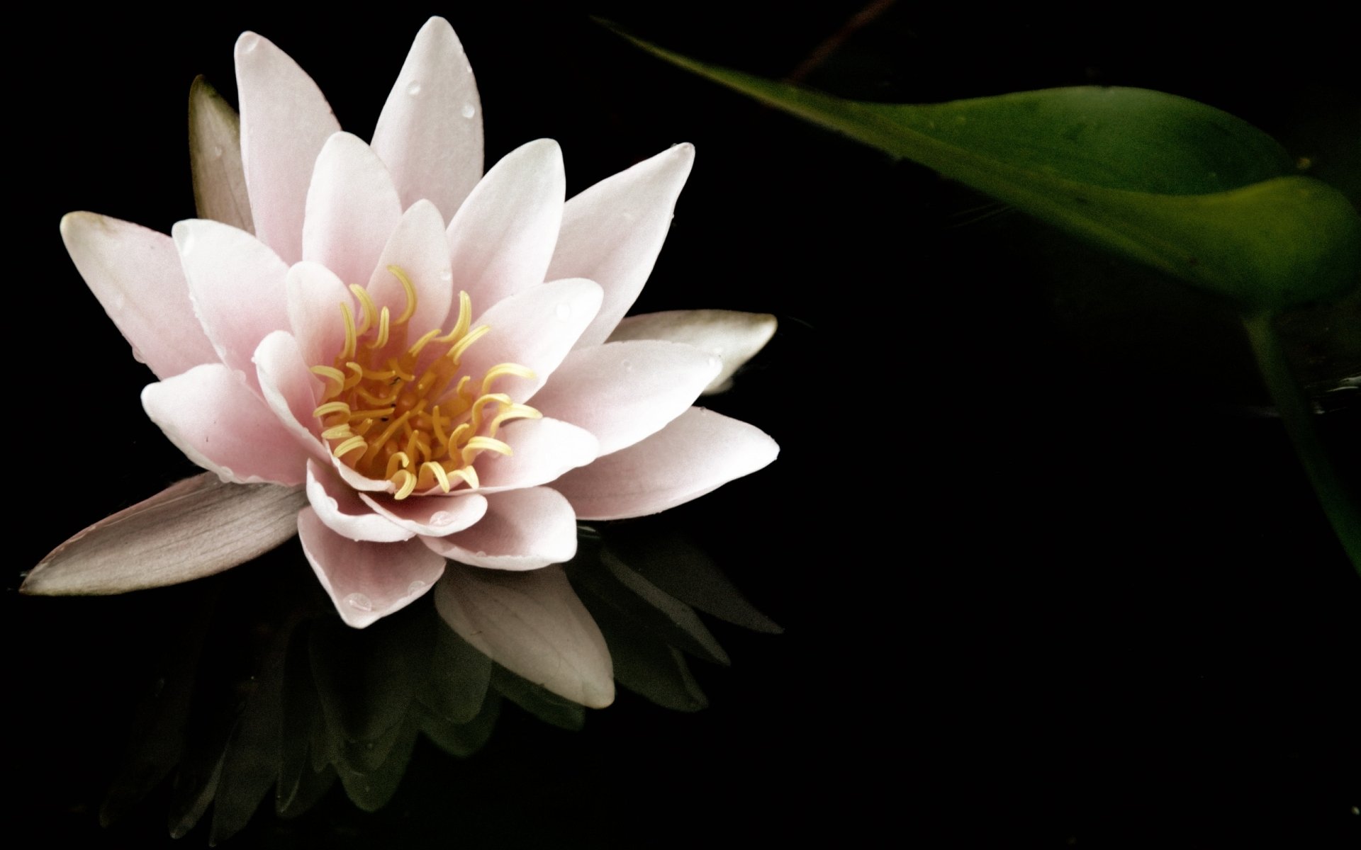 Download Nature Water Lily HD Wallpaper
