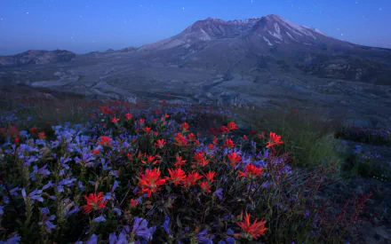 A stunning HD desktop wallpaper showcasing vibrant wildflowers in the foreground with Mount St. Helens towering under a clear night sky in the background.