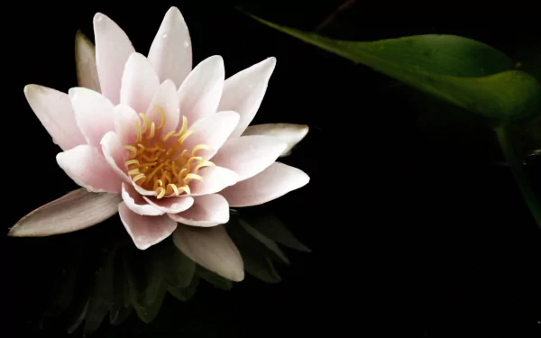 nature water lily HD Desktop Wallpaper | Background Image