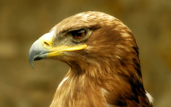 A striking close-up of a golden eagle, showcasing its fierce gaze and intricate feather details. This high-definition image serves as an impressive desktop wallpaper.