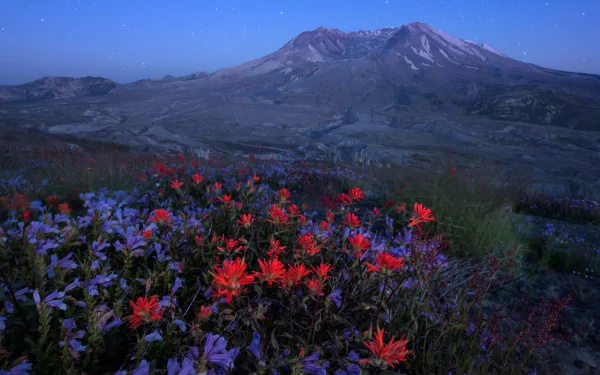 A stunning HD desktop wallpaper showcasing vibrant wildflowers in the foreground with Mount St. Helens towering under a clear night sky in the background.