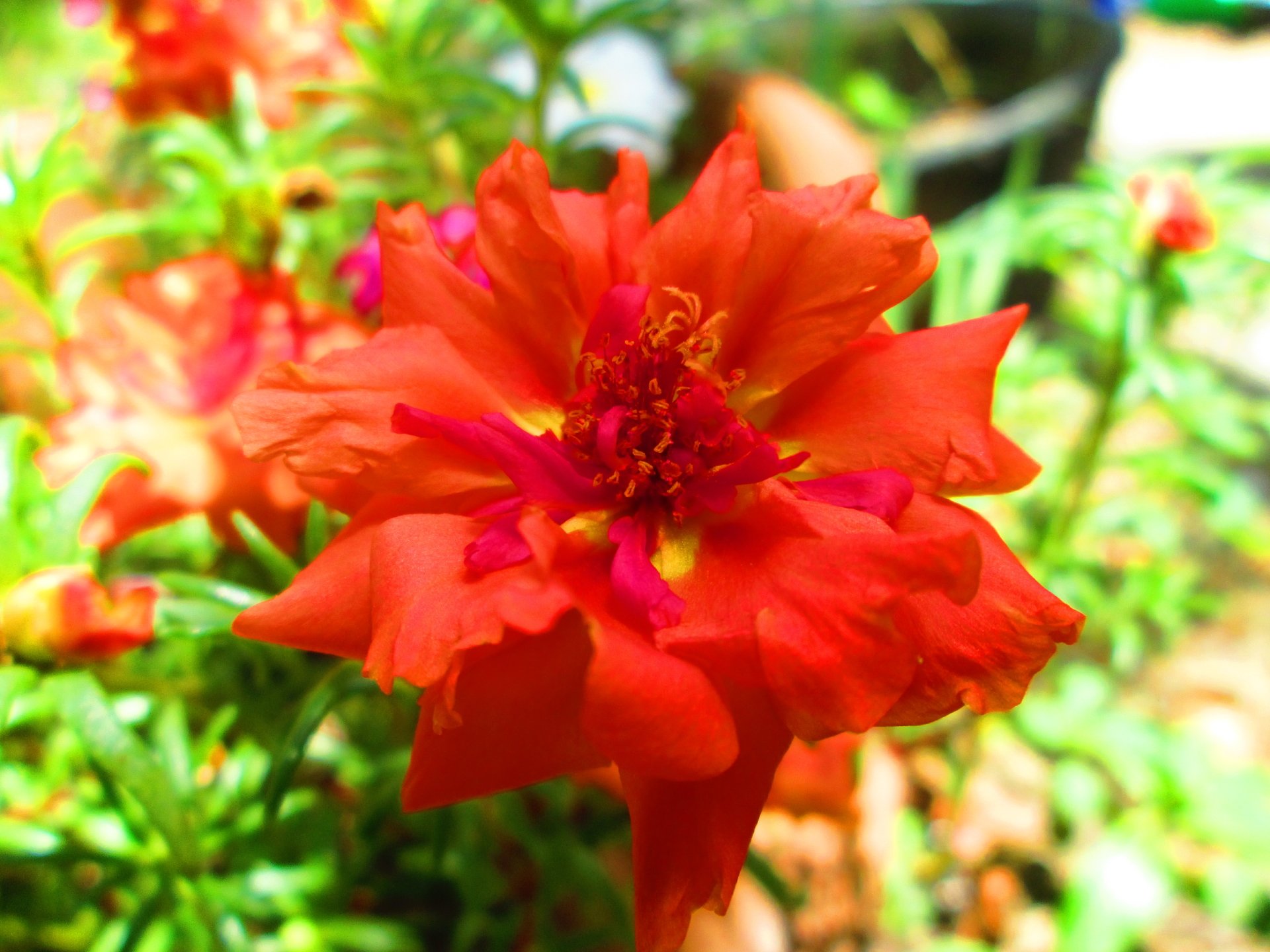 Vibrant red moss rose flower in full bloom surrounded by green foliage, captured in stunning 4K Ultra HD for a crisp nature-themed desktop wallpaper.