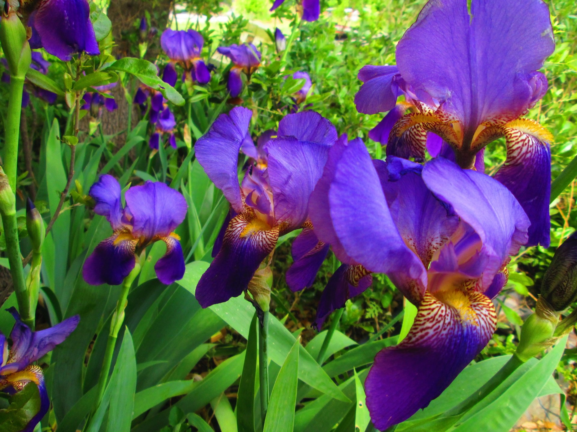 more Iris by Zachary