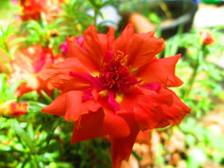Vibrant red moss rose flower in full bloom surrounded by green foliage, captured in stunning 4K Ultra HD for a crisp nature-themed desktop wallpaper.