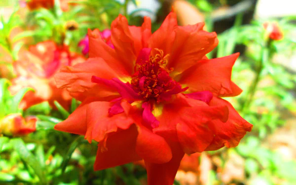 Vibrant red moss rose flower in full bloom surrounded by green foliage, captured in stunning 4K Ultra HD for a crisp nature-themed desktop wallpaper.