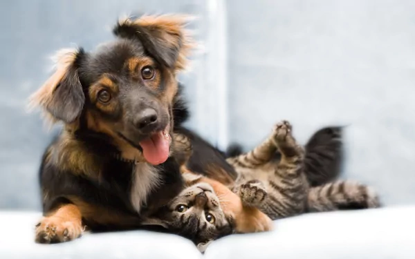 4K Ultra HD PC desktop wallpaper and background: a playful dog and tabby kitten cuddling on a soft light surface. Animal, Cat & Dog.