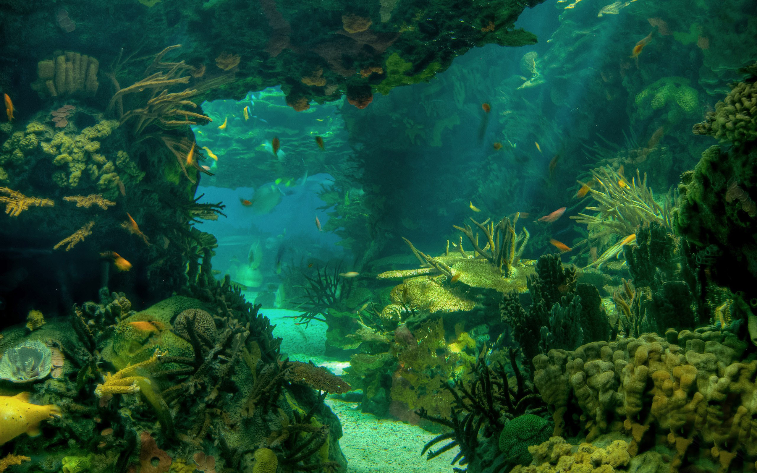 Nature Underwater HD Wallpaper