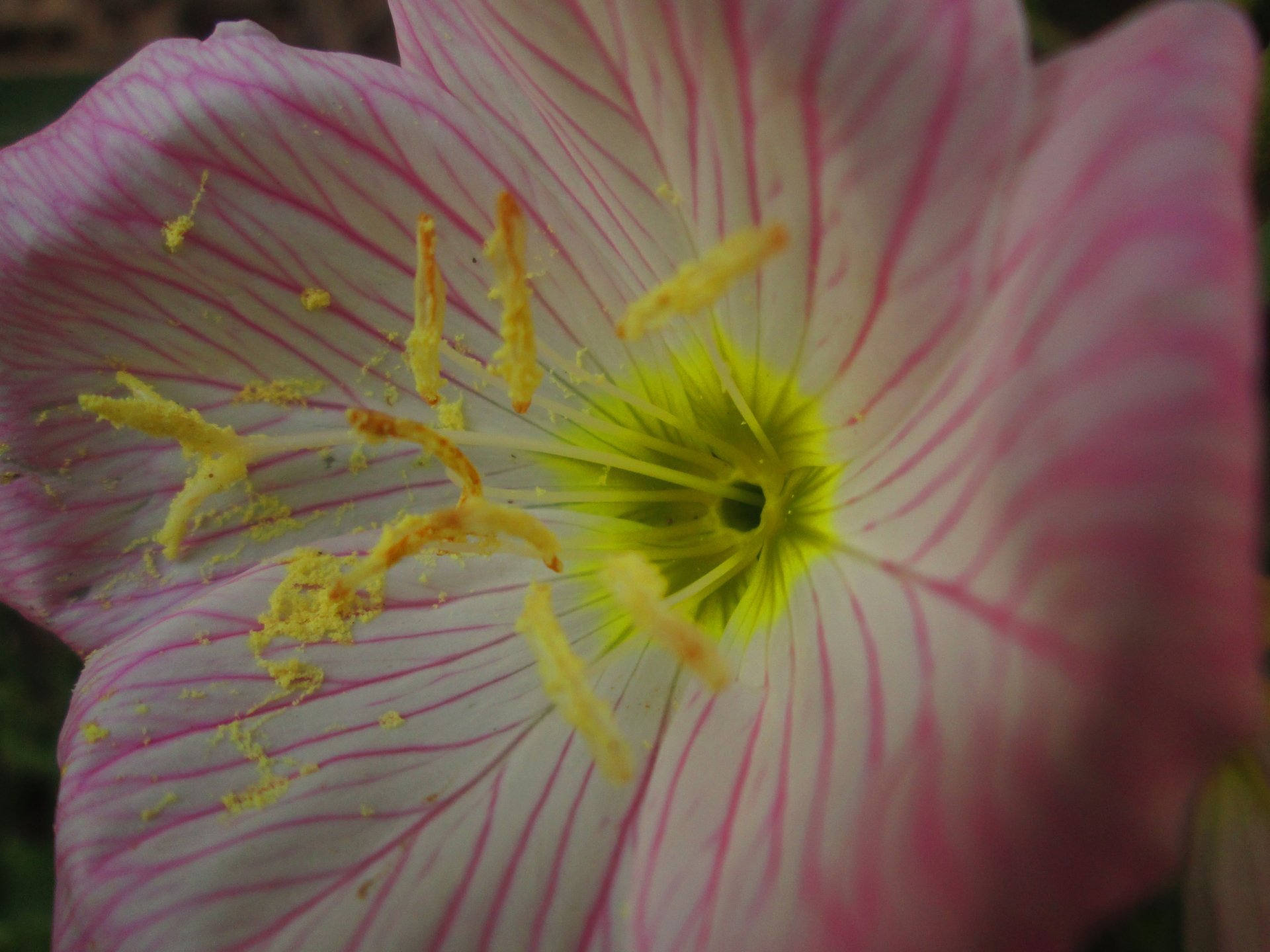 Pink wildflower 1 by Zachary