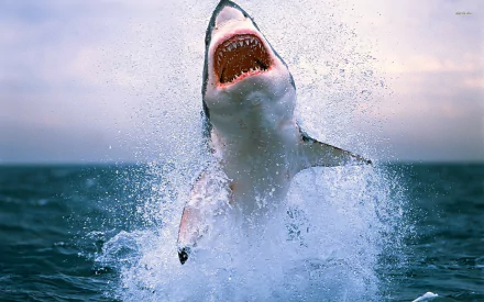 Animal shark HD Desktop Wallpaper | Background Image