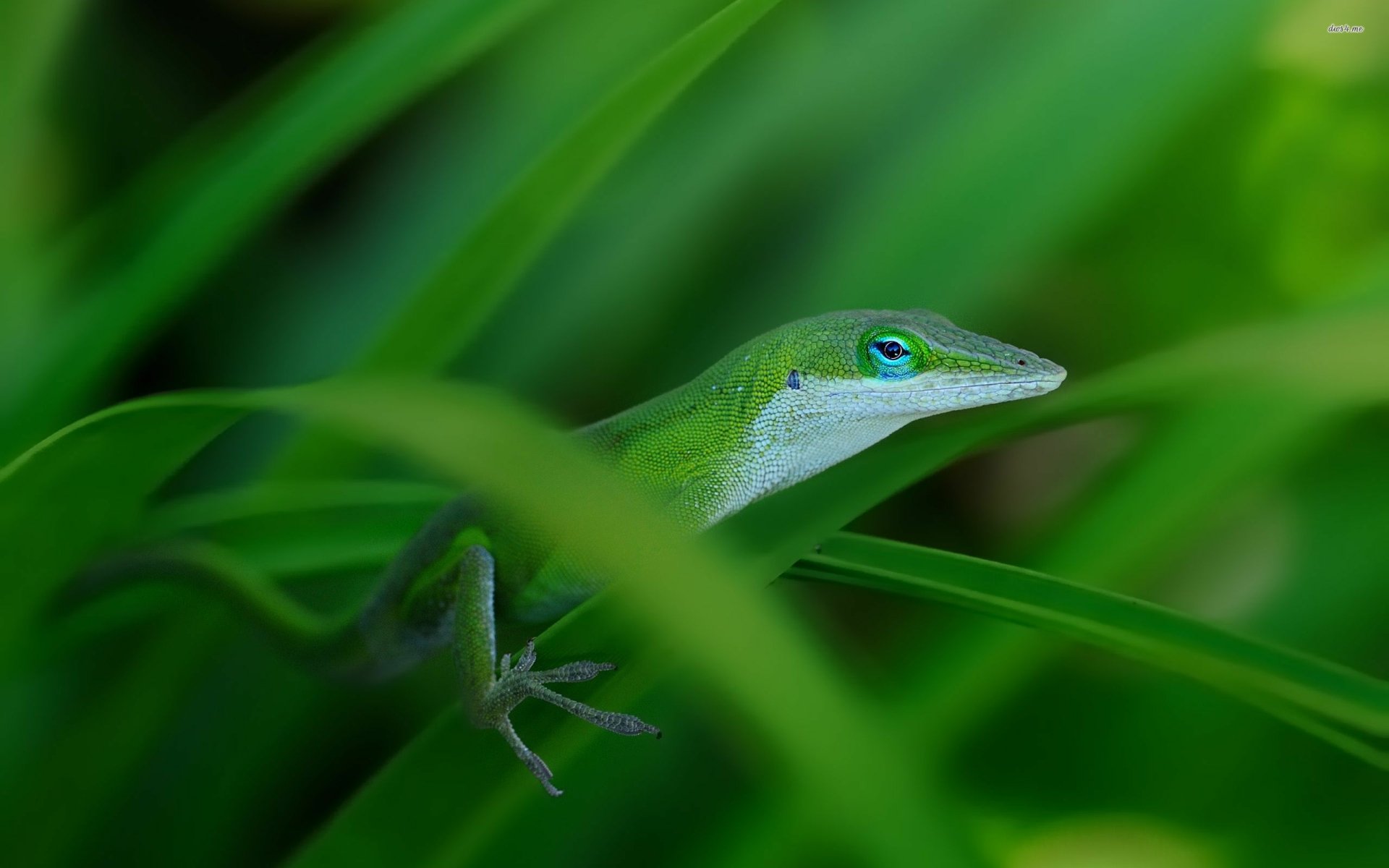 Download Lizard Animal Green Anole HD Wallpaper