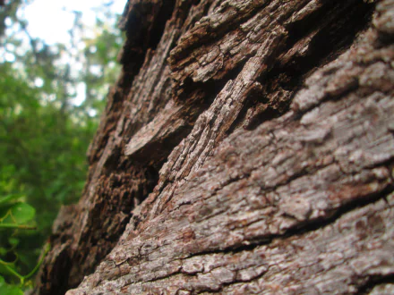  oak tree