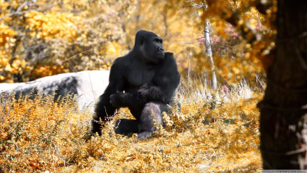 Animal gorilla HD Desktop Wallpaper | Background Image
