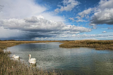Pagham nature: scenic marsh with two swans on calm water beneath dramatic clouds — 5K Ultra HD PC desktop wallpaper/background.