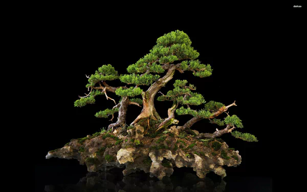 A stunning HD desktop wallpaper featuring a beautifully crafted bonsai tree against a black background, showcasing the elegance of nature in miniature form.